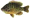 pumpkinseed-100ps.png