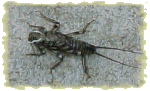 Img66.png